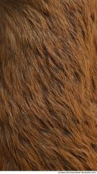 Photo Textures of Animal Skin